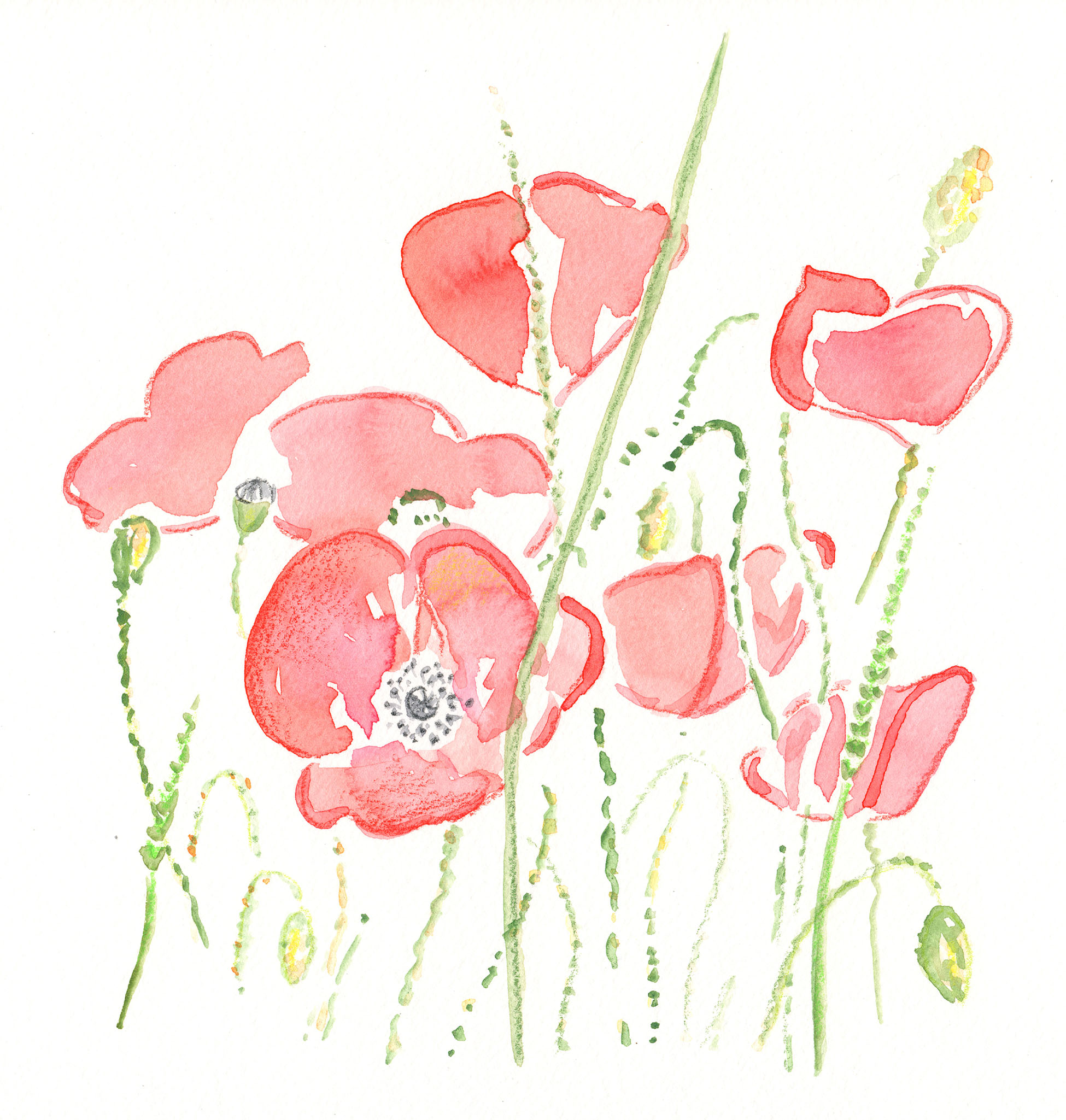 illustration-poppies-(c)an vanderhoydonck